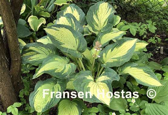 Hosta Imperial Palace